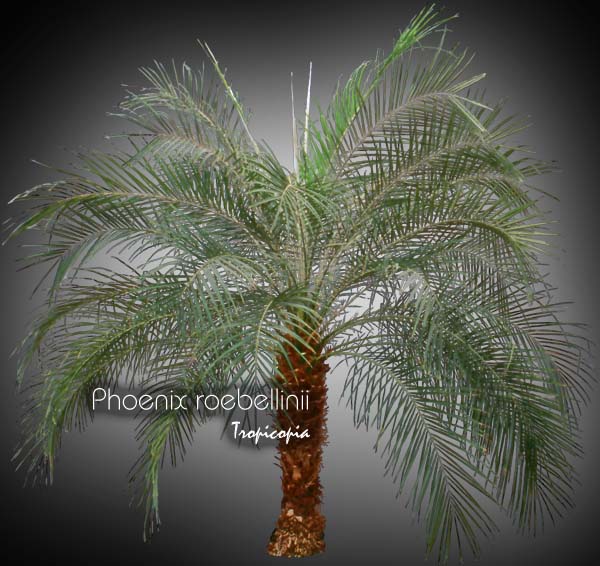Palmier - Phoenix roebellinii - Palmier datier - Pignee Date palm